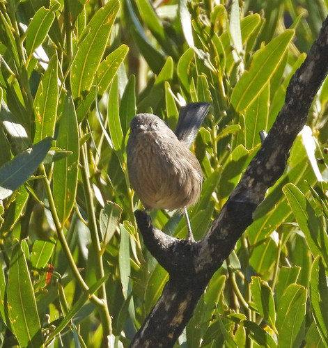 Wrentit