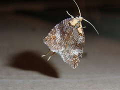 Cryptoptila immersana