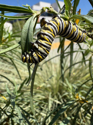 Monarch