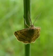 Emmiltis pygmaearia