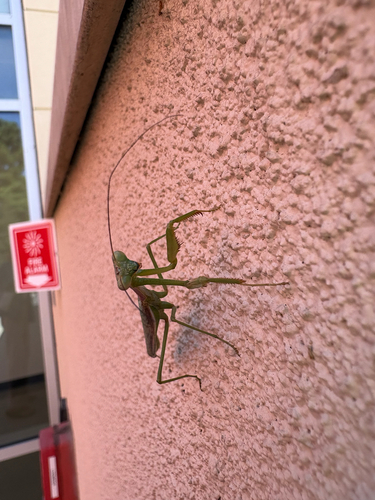 Arizona Mantis