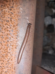 Acanthoiulus fuscipes