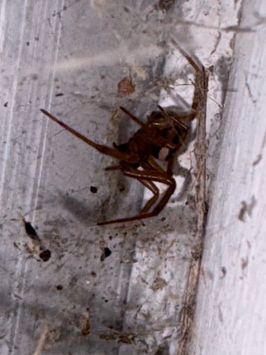 Noble False Widow