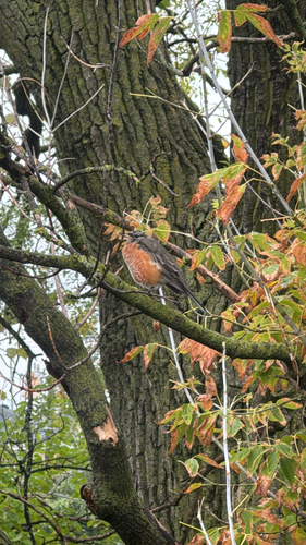 American Robin