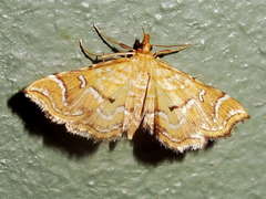 Musotima ochropteralis