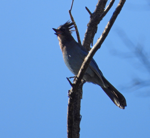 Steller's Jay