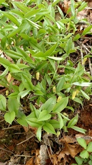 Uvularia puberula