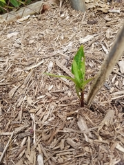 Asclepias