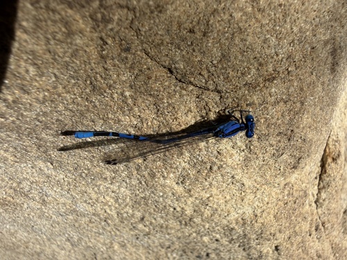 Vivid Dancer