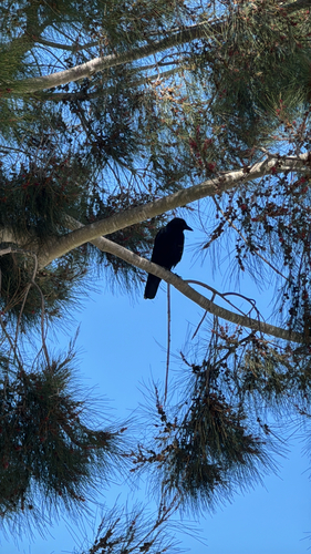 American Crow