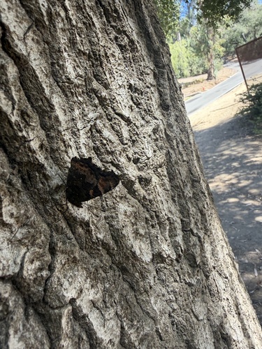 California Tortoiseshell