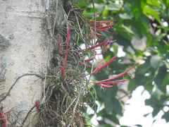 Tillandsia caput-medusae