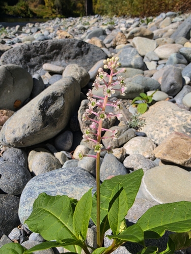 American pokeweed