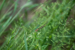 Platycnemis