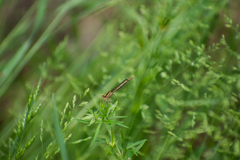 Platycnemis