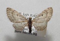 Eupithecia catalinata