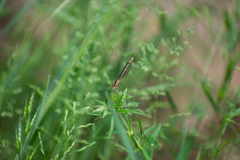 Platycnemis