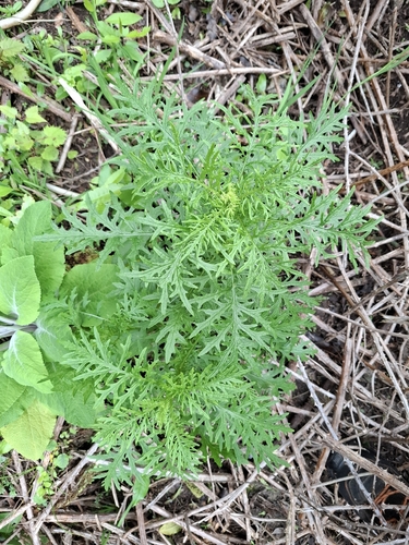 Senecio bipinnatisectus observed 2026-10-01