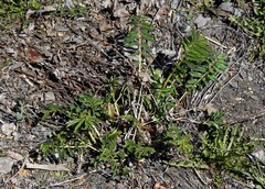 Sanguisorba tenuifolia