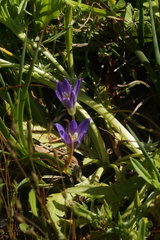 Brodiaea terrestris