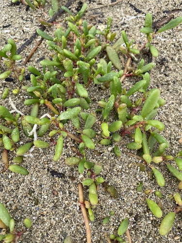 Sesuvium portulacastrum observed 2026-09-30
