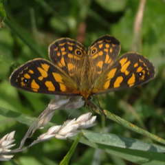 Poa hiemata