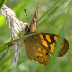 Poa hiemata