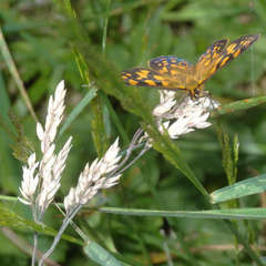 Poa hiemata