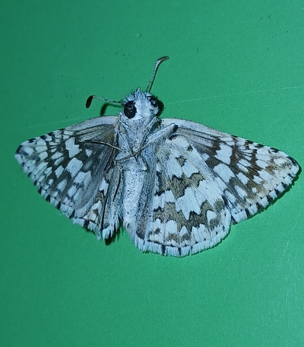 Common Checkered-Skipper
