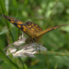 Poa hiemata
