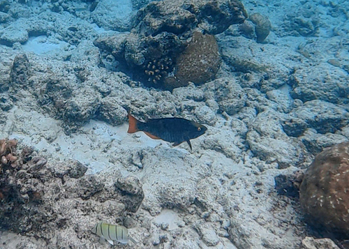 Scarus tricolor observed 2026-09-19