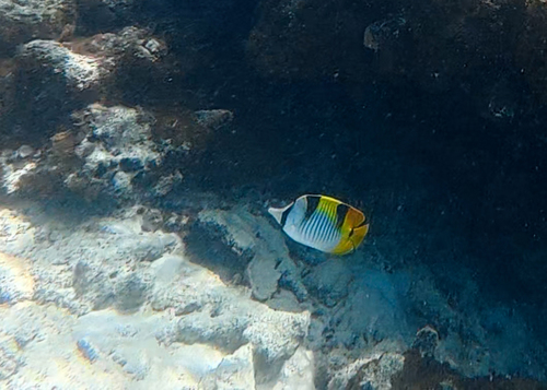 Chaetodon falcula observed 2026-09-19