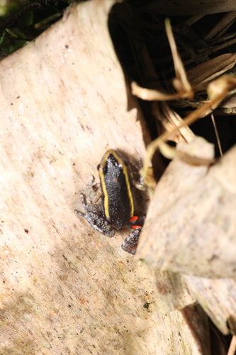 Lithodytes lineatus, 2026-09-22