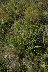 Carex gynodynama