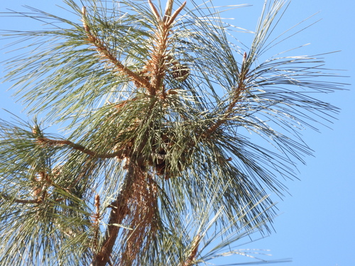 gray pine