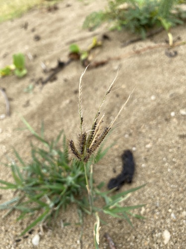 Chloris barbata observed 2026-09-30
