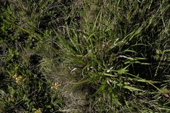 Carex gynodynama