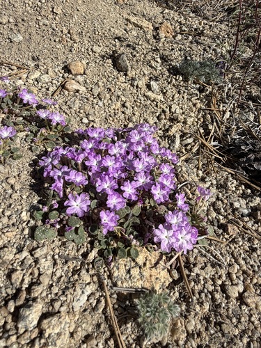 Ramshaw Meadows sand verbena (Abronia alpina)