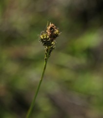 Carex gynodynama