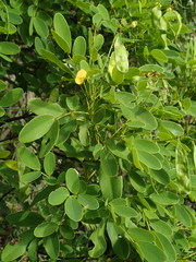 Senna gaudichaudii