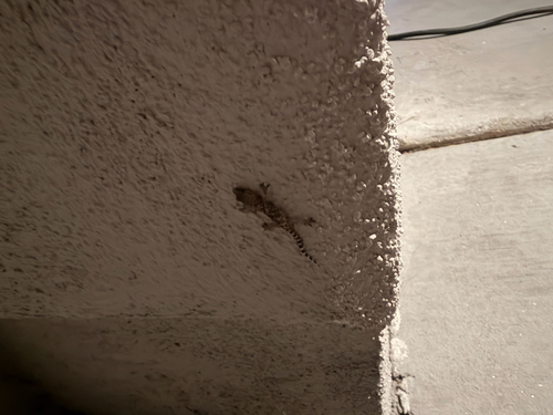 Mediterranean House Gecko