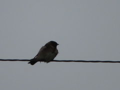 Petrochelidon pyrrhonota