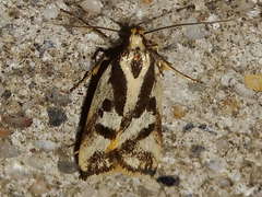 Epithymema incomposita
