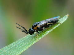 Schizocerella pilicornis