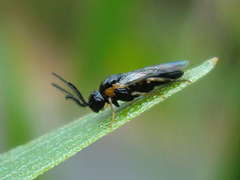 Schizocerella pilicornis