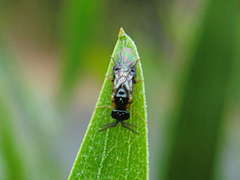 Schizocerella pilicornis