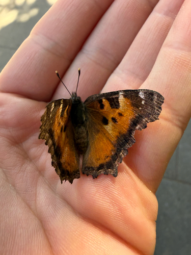 California Tortoiseshell