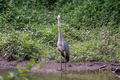Ardea cinerea