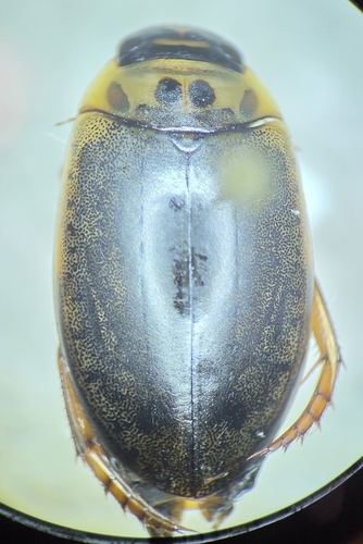 Rhantus gutticollis