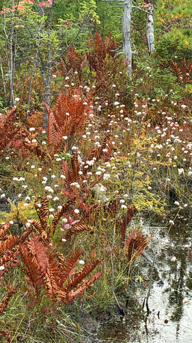 tawny cottongrass